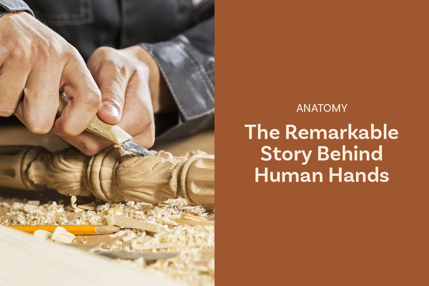 The Remarkable Story Behind Human Hands
